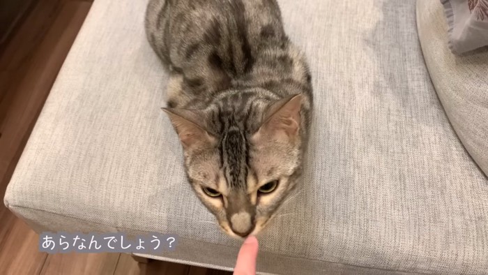 人の指のにおいを嗅ぐ猫