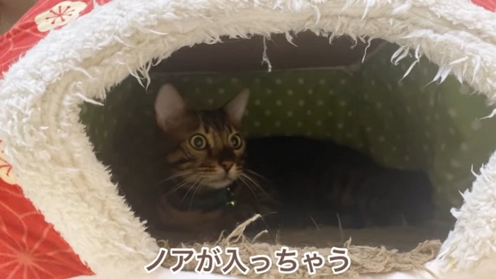 猫ベッドに入るベンガル