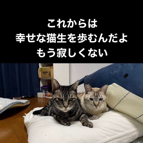 並んでる2匹の猫