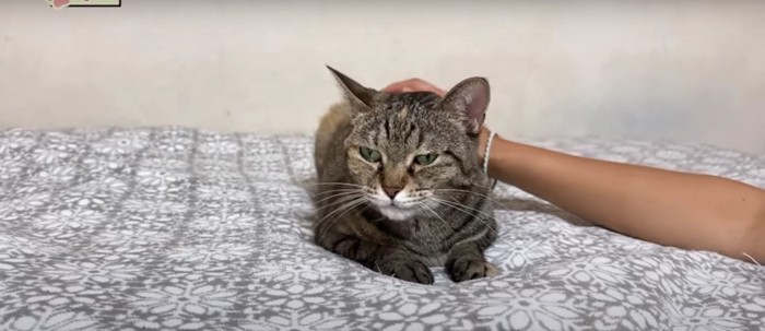 ベッドの上にいる猫