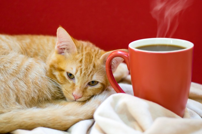 コーヒーが入ったマグカップの隣で丸まっている猫