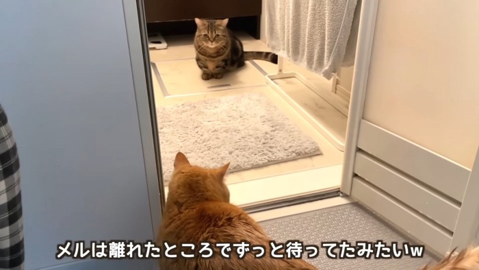 向かい合う2匹の猫