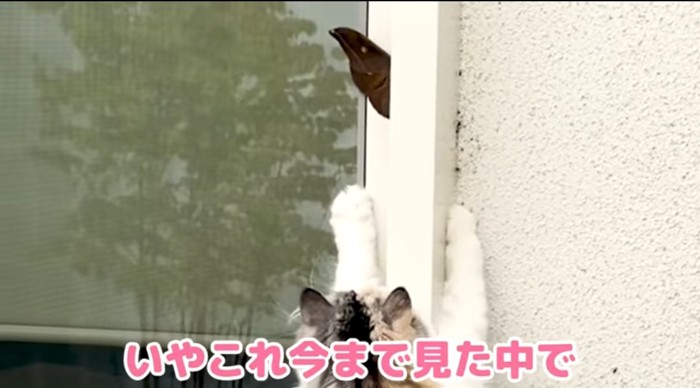 蛾を捕まえようとする猫