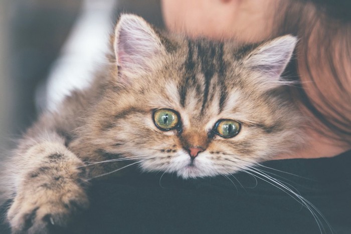 女性に抱っこされてしがみつく猫