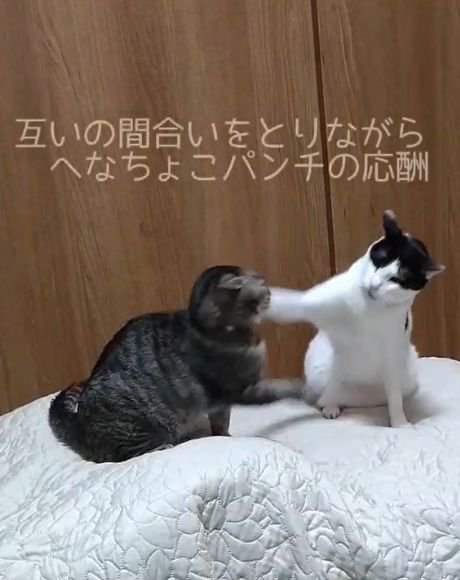 キジ猫の顔の横に前足を伸ばす白黒猫