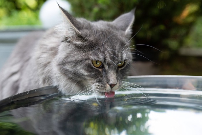 水を飲む猫