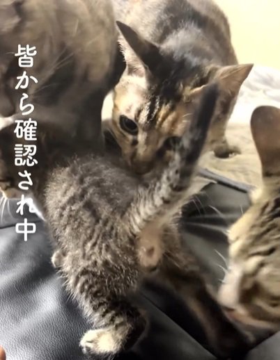 お尻だけ見える子猫