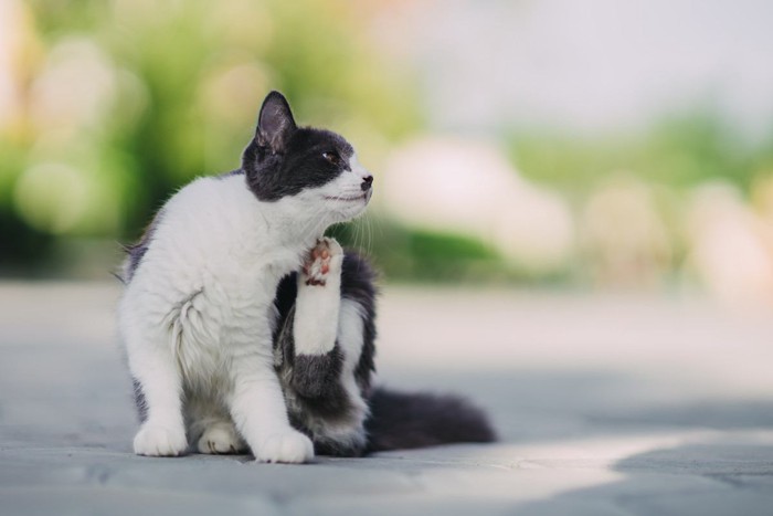 体を掻く猫