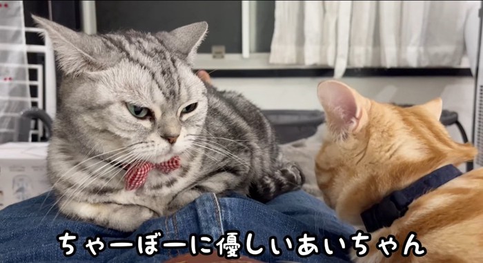 膝の上の猫