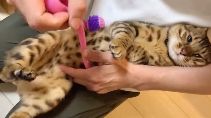 お腹をマッサージされる猫