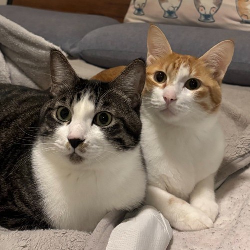 茶白猫とちょび髭模様の猫