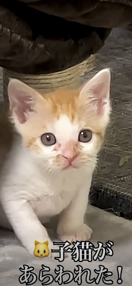 こちらを見る猫のアップ