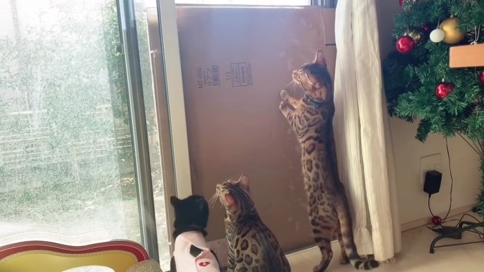 立ち上がる青い首輪の猫