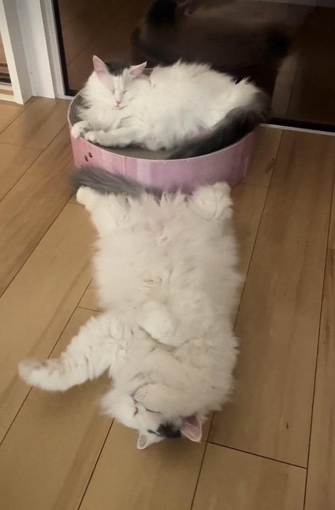 爪とぎの上で寝るノルウェージャンと床で寝るミックス猫