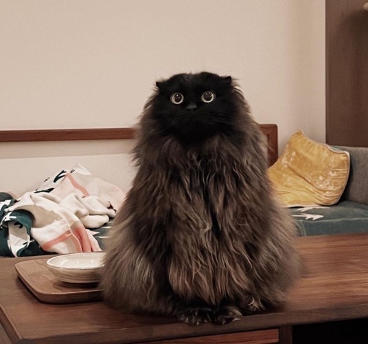 テーブルに座る猫
