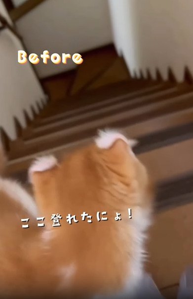 階段の下をみる子猫