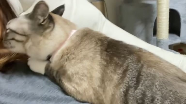 女性に乗る猫