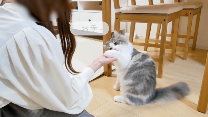 お手をする猫