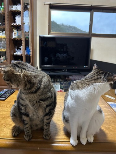 そっぽを向く2匹の猫