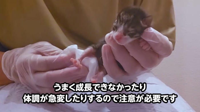 おしりをふかれる子猫