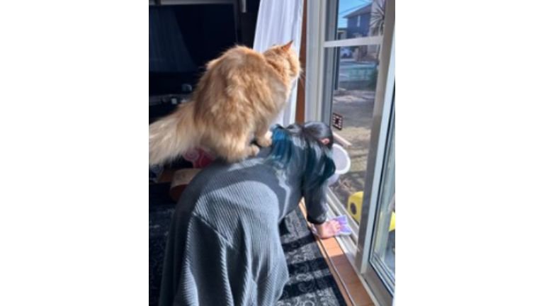 女性に乗っている猫