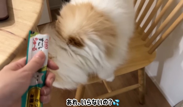 おやつを食べずに椅子から降りる猫