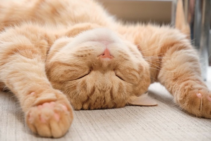バンザイで眠る猫