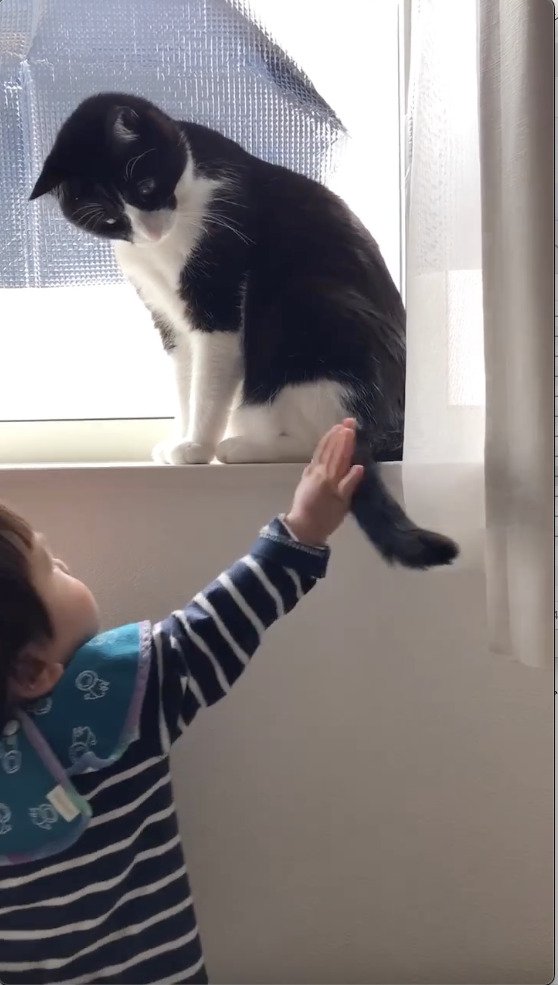 猫の尻尾を掴もうとする子供