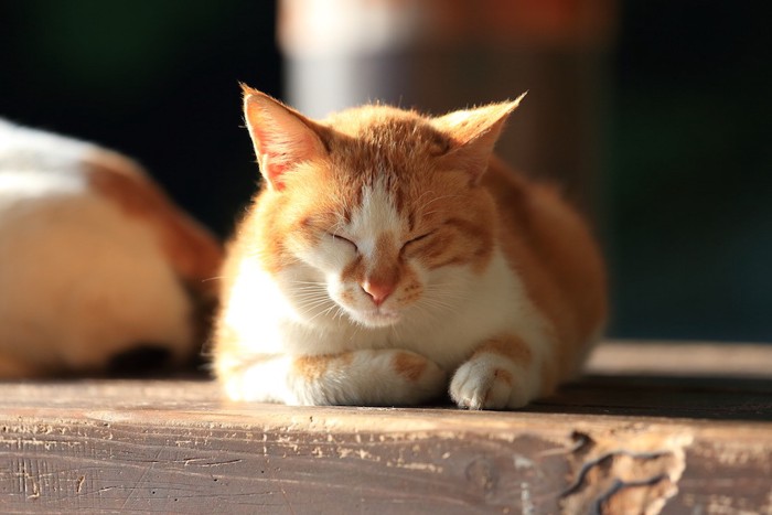 日向でくつろぐ猫