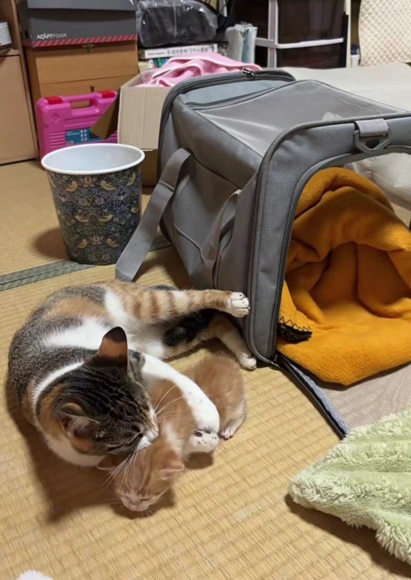 子猫を抱きしめる猫