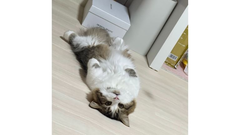 室内にいる猫
