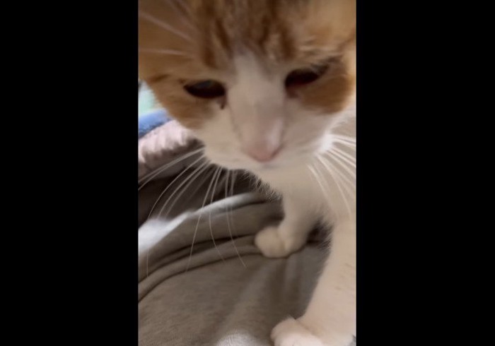 俯くミケちゃん