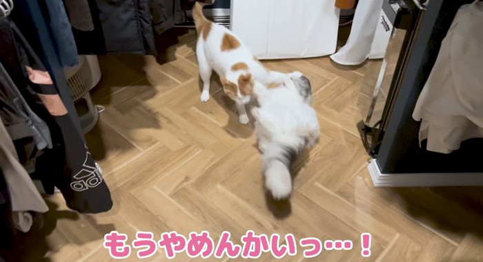 揉み合う猫