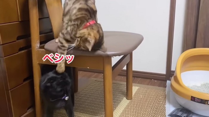 黒猫に猫パンチをするベンガル