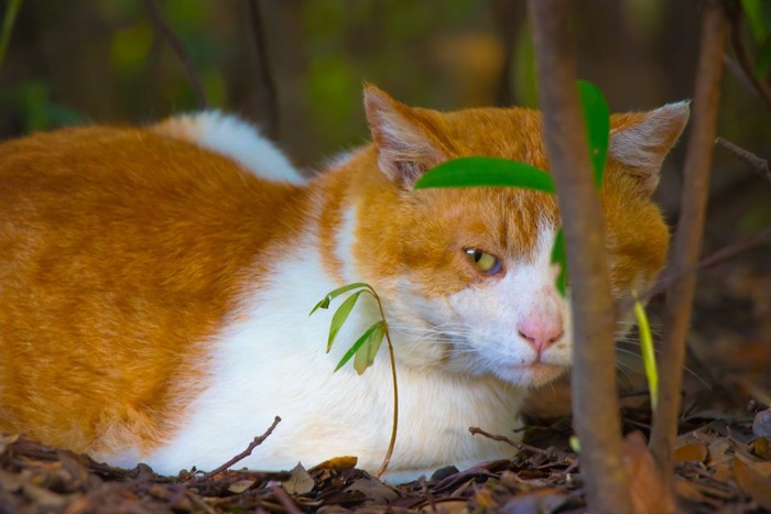 身を潜める野良猫