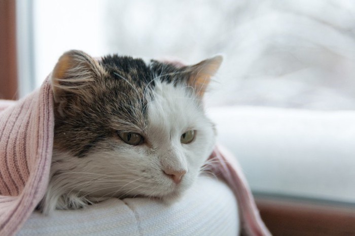 食欲がない猫