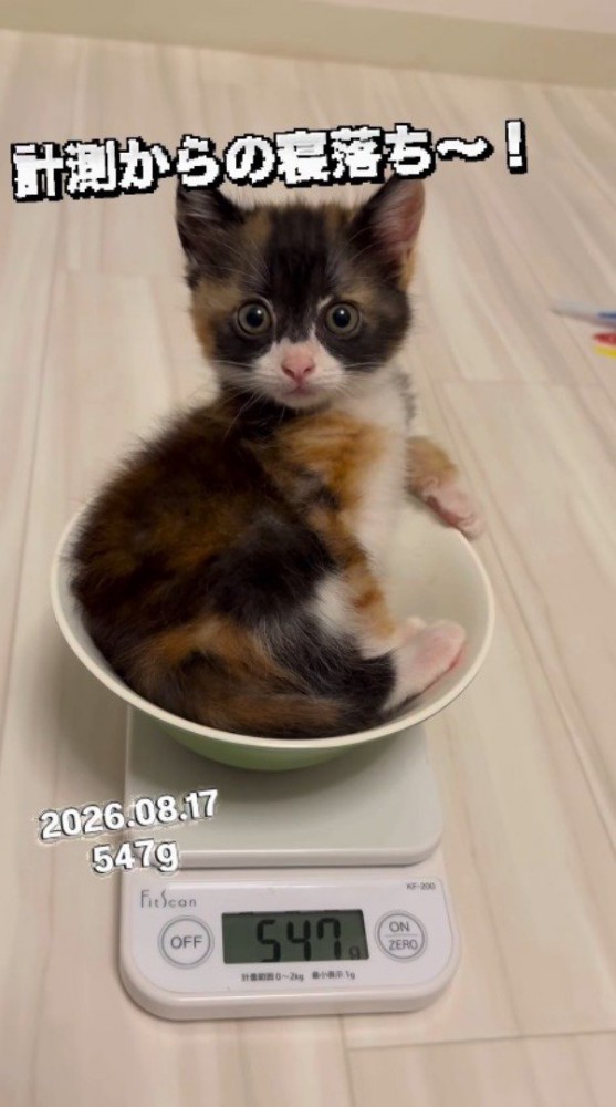 計量器の上に座って飼い主を見つめる子猫