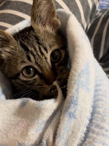 毛布に包まる子猫