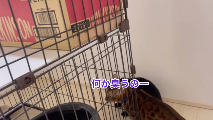 保護猫部屋へ