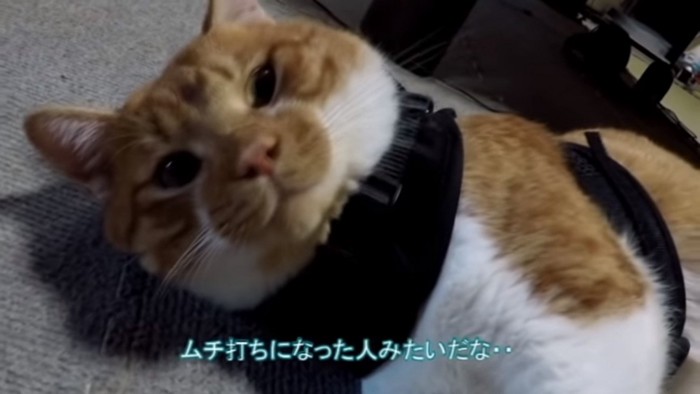 ハーネスを付けた猫