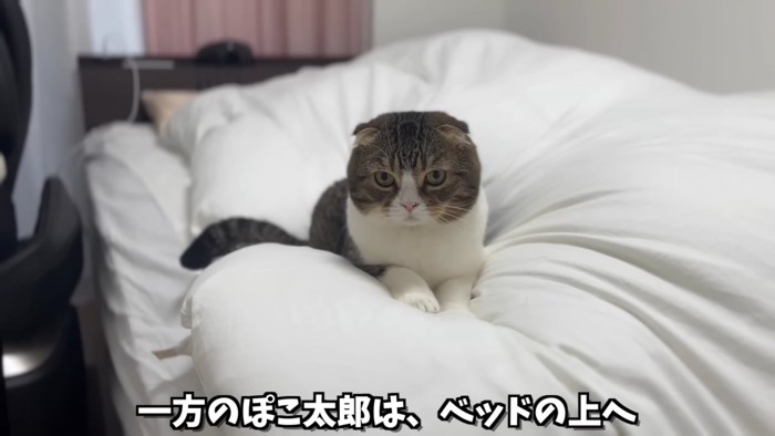 ベッドの上に座る猫