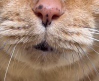 小さく開いた猫の口