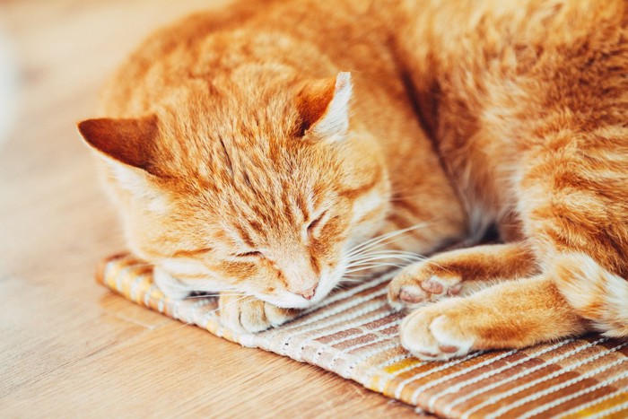 カーペットの上で寝る猫