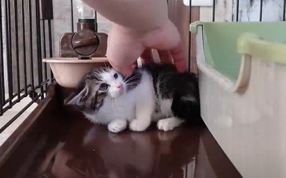 伏せていく猫