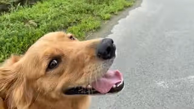 外 振り向く犬