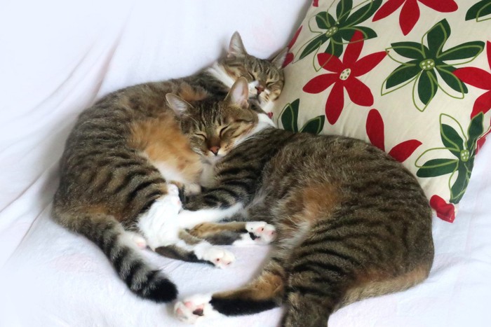 幸せそうに眠る2匹の猫