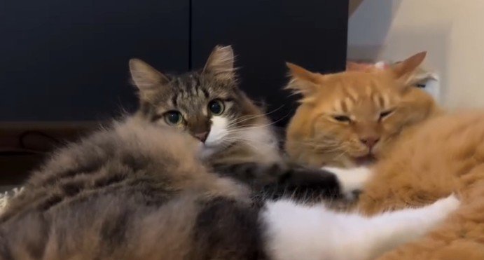 2匹の猫（茶トラが噛もうとする）