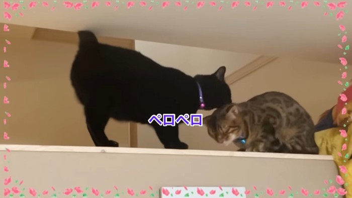 ベンガルの頭をなめる黒猫