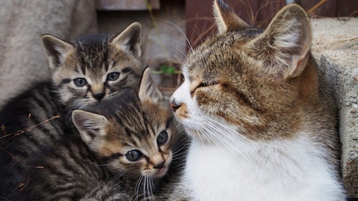 子猫と成猫