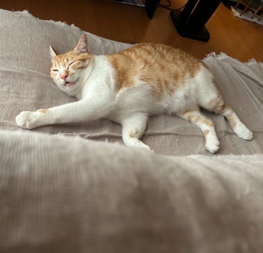 床に寝転がって眠る茶白猫